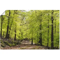 Artland Wandbild »Die Buchen im Frühling«, Wald, (1 St.), als Alubild, Outdoorbild, Leinwandbild, Poster, Wandaufkleber Artland Farbe Bild(er): grün
