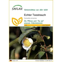 SAFLAX - Echter Teestrauch - 6 Samen - Camellia