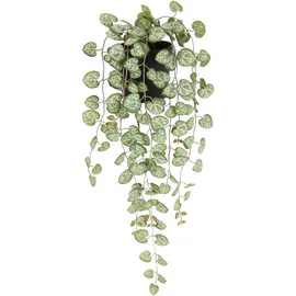 I.GE.A. Kunstpflanze Leuchterblume im Kunststoff-Topf, ca. H23 cm, grün