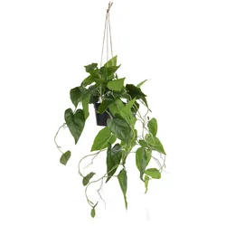 Coco Maison Philodendron Scandens H80cm Kunstpflanze - Grün