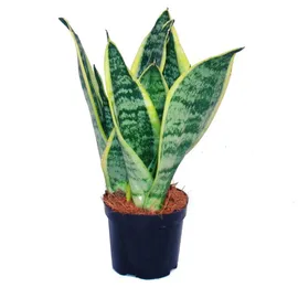 EXOTENHERZ Sansevieria trifasciata gelb-grüner Bogenhanf 9cm Topf