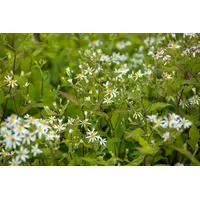 Pflanzen Für Dich Aster divaricatus 'Tradescant' weiß, ca. 9x9