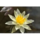 Pflanzen Für Dich Nymphaea X Cult.'Marliacea Chromatella' Gelbe Seerose Ca. 11x11 cm Topf