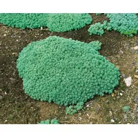 Pflanzen Für Dich Sedum lydium, Mauerpfeffer ca. 9x9 cm