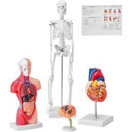 Vevor 4-teilige Menschliche Anatomiemodelle Menschlicher Körper Anatomie Modell, Vollskelett / Vollorganset / Herz / Gehirn Abnehmbarer Menschlicher Körper Modell, für Medizinstudenten Ärzte & Lehrer