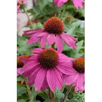 Pflanzen Für Dich Echinacea purpurea 'PowWow Wild Berry' ca.
