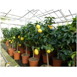 Grünwaren: echter Zitronenbaum 70 - 100 cm Zitrone Citrus Limon Zitruspflanze