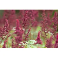 Pflanzen Für Dich Astilbe x arendsii 'Fanal' p 0,5
