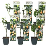 Plant in a Box - Passionsblume - 6 Stk - Passiflora edulis 'Frederick' - Höhe 25-40cm - Topf 9cm