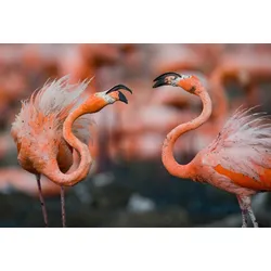 Fototapete PAPERMOON "Karibische Flamingos", bunt, B:4,00m L:2,60m, Vlies, Tapeten