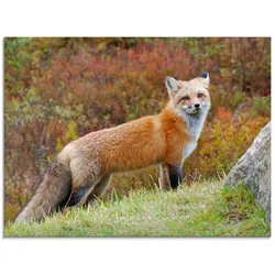 Glasbild ARTLAND "Fuchs I", braun (farbe bild(er): braun), B:60cm H:45cm, Bilder, in verschiedenen Größen