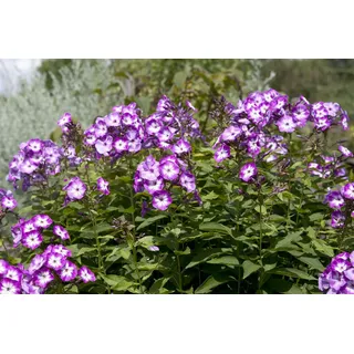 Pflanzen für Dich Staude Phlox pan. Wilhelm Kesselring, 1 St., Hoher Staudenphlox, Flammenblume