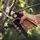 Fiskars Gartenschere Bypass 275 mm