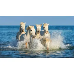 Fototapete PAPERMOON "PFERDE-CAMARGUE GALLOP STRAND MEER TIERE KÜSTE PROVENCE", bunt, B:4,00m L:2,60m, Vlies, Tapeten