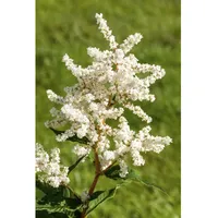 Pflanzen Für Dich Astilbe japonica Deutschland Prachtspiere, ca. 9x9