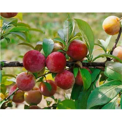 Prunus domestica 'Königin Viktoria', Pflaume, süß, 150–200 cm