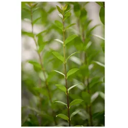 Ligustrum vulgare 'Atrovirens', Liguster, immergrün, 150–175 cm