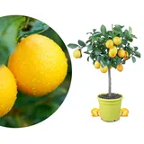 Meine Orangerie Meyer-Zitrone - echte Zitruspflanze - veredelter Zitronenbaum - Citrus limon 'meyeri' - Meyer Lemon - Fruchtreife Zitronen Pflanze in Gärtnerqualität (Mezzo [M])