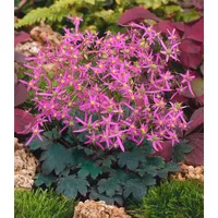 Pflanzen Für Dich Saxifraga cortusif.var.fort.'Black Ruby', Steinbrech, rubinrot, ca.
