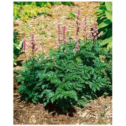 Astilbe x crispa 'Perkeo', Zwerg-Astilbe, rosa Blüten, ca. 9x9 cm Topf