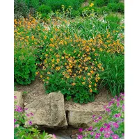Pflanzen Für Dich Geum x heldreichii 'Sigiswang', Nelkenwurz, orange,