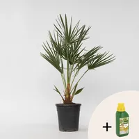 Plant in a Box - Bergpalme - Chamaerops humilis