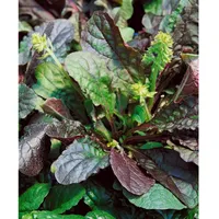 Pflanzen Für Dich Salvia lyrata Purple Knockout', Purpursalbei ca.