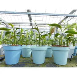 Bananenstaude Banane Musa Sikkimensis Red Tiger Banane 55 - 70 cm  winterhart Staude