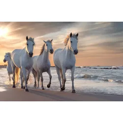 Fototapete PAPERMOON "PFERDE-CAMARGUE GALLOP STRAND MEER TIERE KÜSTE PROVENCE", bunt, B:2,50m L:1,86m, Vlies, Tapeten