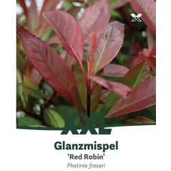 Rote Glanzmispel, Photinia fraseri »Red Robin«, Blätter: grün, Blüten: weiß - gruen
