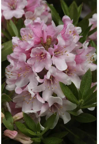 Bloombux® Bloombux® magenta, Rhododendron micranthum, magenta, Höhe: 30 - 40 cm