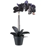 Kunstorchidee Orchidee Phalaenopsis Orchidee, Bruno Banani, Höhe 48 cm, mit real-touch-Blüten schwarz 48 cm