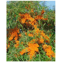 Hippophae rhamnoides 'Askola', Sanddorn, 40–60 cm, vitaminreich