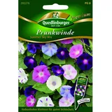 Quedlinburger Prunk Winde ''Summer Sky Mix''