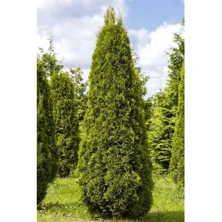 Pflanzen Für Dich Thuja occidentalis 'Smaragd', Lebensbaum, immergrün, 100–120 cm