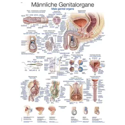 Lehrtafel  Männliche Genitalorgane  70x100cm
