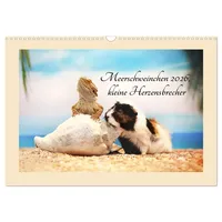 Calvendo Meerschweinchen 2026, kleine Herzensbrecher (Wandkalender 2026 DIN A3