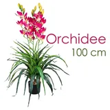 DECOVEGO Künstliche Orchidee Kunstpflanze Künstliche Pflanze Kunstblume Innendekoration Kunst Pflanze wie echt im Topf Auswahl, Decovego