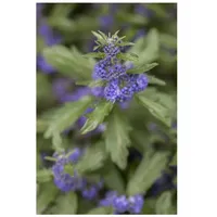 Pflanzen Für Dich Caryopteris clandonensis 'Kew Blue', Bartblume, blau,