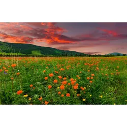Fototapete PAPERMOON "BLUMEN-WIESE-GEBIRGE NATUR GRÜN SONNE BERG HIMMEL FELD", bunt, B:3,00m L:2,23m, Vlies, Tapeten