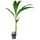 Bloomique - Cocos Nucifera - Kokospalme - Zimmerpflanzen Groß - Pflegeleicht - Haustierfreundlich - Höhe 100-120 cm - Topf 19 cm