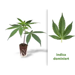 THC-Steckling - Wedding Cake