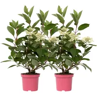 Plant in a Box - Hortensie - 2 Stk