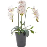 Homescapes KUNSTBLUME Orchidee weiß-pink im Deko-Topf, 56 cm