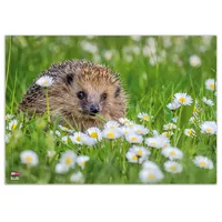 Veloflex Schreibtischunterlage Igel Kunststoff 50,0 x 35,0 cm, 1 St.