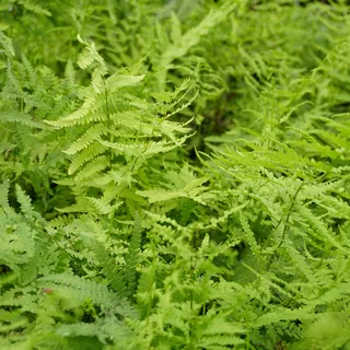 Blumixx Stauden Thelypteris palustris - Sumpffarn