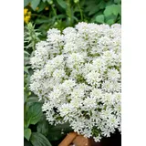 Pflanzen Für Dich Iberis sempervirens Weißer Zwerg' Schleifenblume Weiß Ca. 9x9 cm Topf
