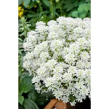Pflanzen Für Dich Iberis sempervirens Weißer Zwerg' Schleifenblume Weiß Ca. 9x9 cm Topf