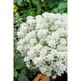 Pflanzen Für Dich Iberis sempervirens Weißer Zwerg' Schleifenblume Weiß Ca. 9x9 cm Topf