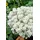 Pflanzen Für Dich Iberis sempervirens Weißer Zwerg' Schleifenblume Weiß Ca. 9x9 cm Topf